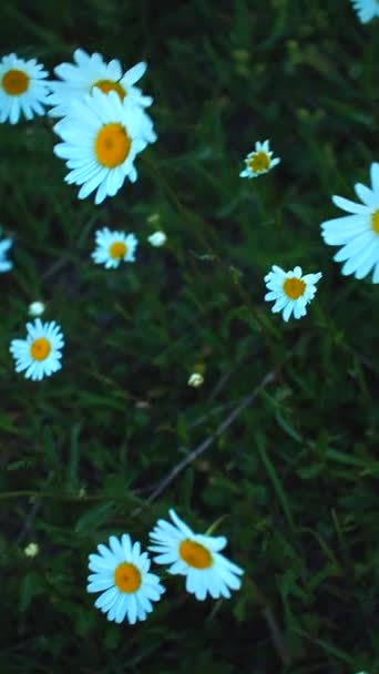 Laranja Branco Flores Camomila Grama Verde Slow Balanço Vento — Vídeo de Stock