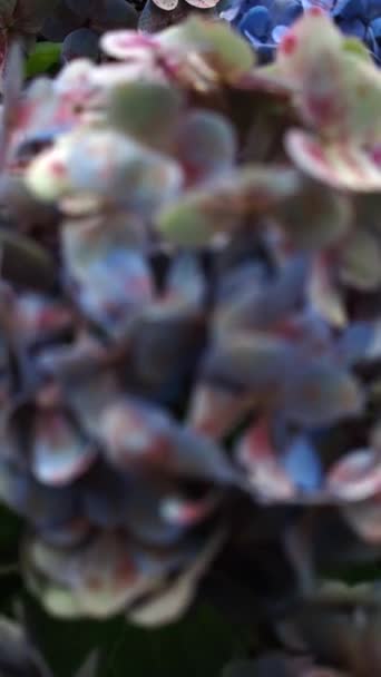 Close Beautiful Blue Pink Color Flowers Bush Slow Motion — Stock Video