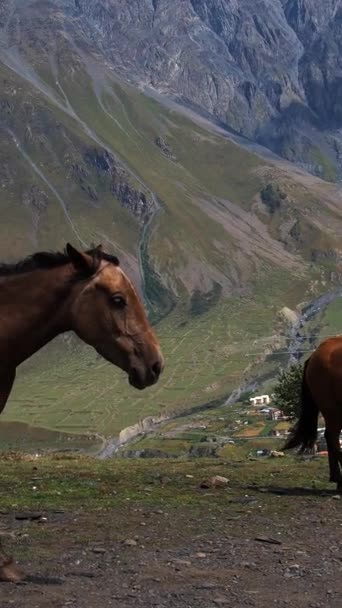 Pferde Weiden Auf Einer Bergwiese Vor Der Kulisse Majestätischer Berge — Stockvideo