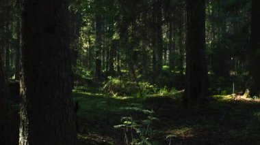 Huzurlu meditasyon ormanı sahnesi Gölgeler ve ışık ışınlarıyla