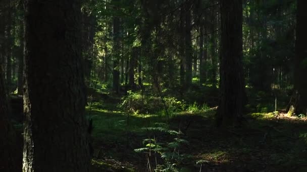 Calma Tranquila Escena Del Bosque Meditativo Con Sombras Rayos Luz — Vídeos de Stock