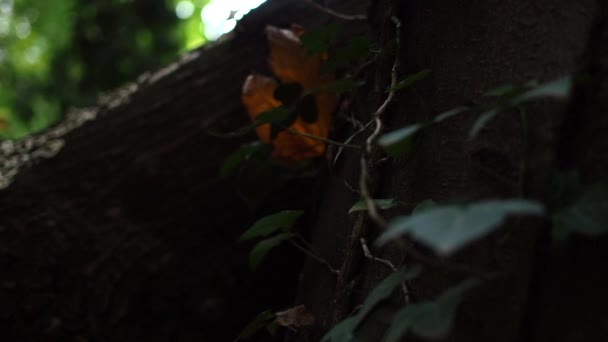 나무의 트렁크에서 자라는 버섯의 경로에 슬로우 모션에서 클로즈업 — 비디오