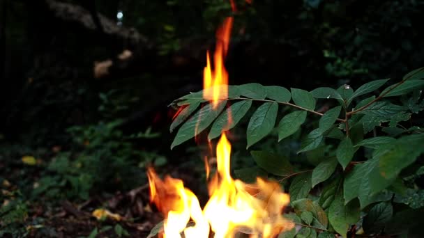 Pomalu Hořící Oheň Lese Pohlcuje Listí Větve Stromu — Stock video