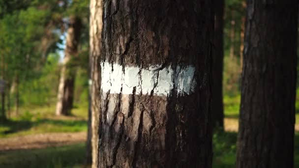 Árboles Marcados Bosque — Vídeos de Stock