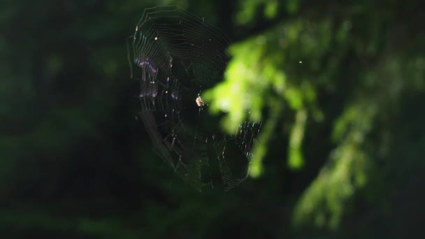 Egy Pókháló Mely Gyengéden Ingadozik Széltől Egy Napsütéses Napon Egy — Stock videók