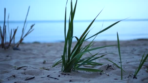 Wieczór Plaży Morza Bałtyckiego — Wideo stockowe