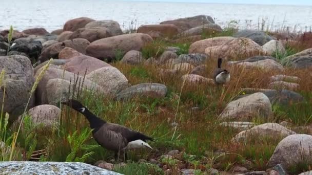 Kayalık Sahilde Ördekler — Stok video