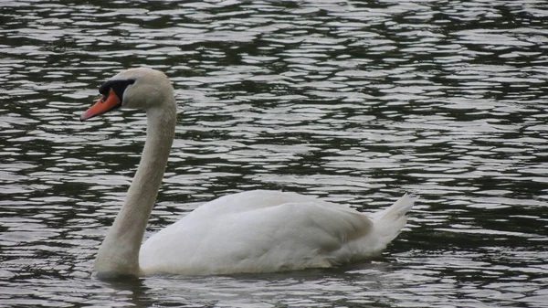 Beautiful Swan Abandoned Pond Full Waves — Stock Photo, Image