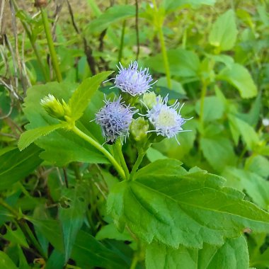 Yol boyunca çim çiçekleri