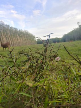 Parlak gökyüzü ile yeşil çimen
