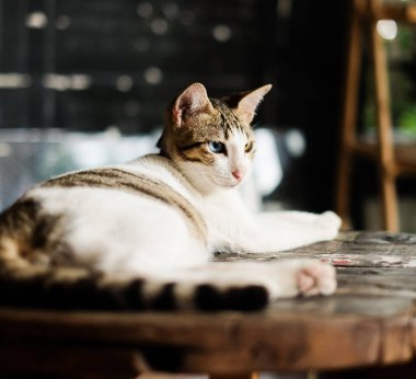 Tahta bir masada uzanan çok renkli gözleri olan sevimli genç bir kedi.