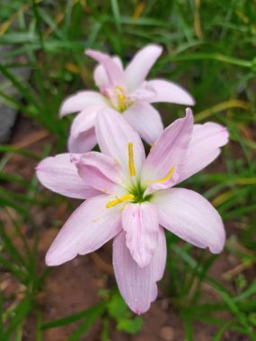 Bahçedeki güzel çiçekler