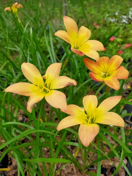 Bahçede Portakal Lily — Stok fotoğraf