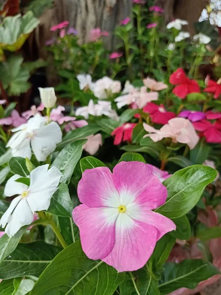 Stock image Flowers; a lovely reminder of how beautiful change can be