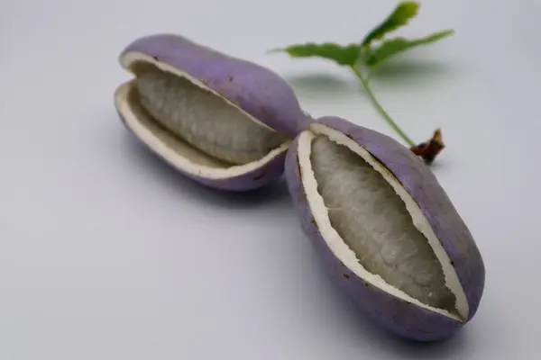 Akebia, fotoğrafı kapat.