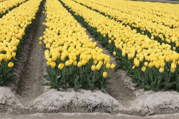Japonya 'daki geniş lale tarlalarının manzarası