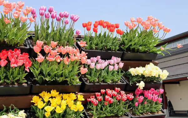 Japonya 'da bir sürü güzel lale var.