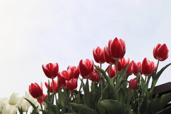 Mavi gökyüzü ile güzel lale manzarası