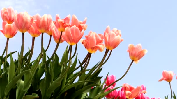 Beau Paysage Tulipes Avec Ciel Bleu — Video