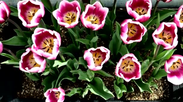 Hermoso Paisaje Tulipanes Japón — Vídeo de stock