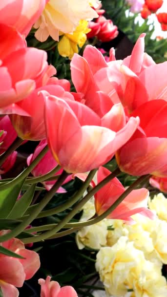Wideo Pięknymi Tulipanami Japonii — Wideo stockowe