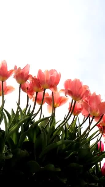 Różowe Tulipany Wietrze — Wideo stockowe