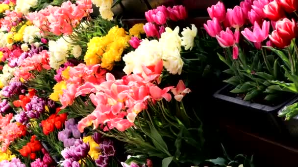 Colorido Bela Paisagem Tulipa — Vídeo de Stock