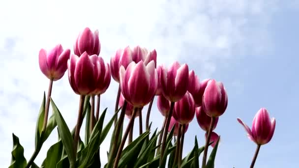 Niebieskie Niebo Fioletowe Tulipany — Wideo stockowe