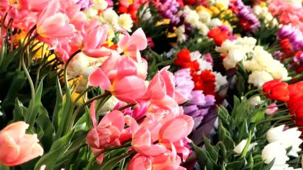 Mnóstwo Kolorowych Tulipanów — Wideo stockowe