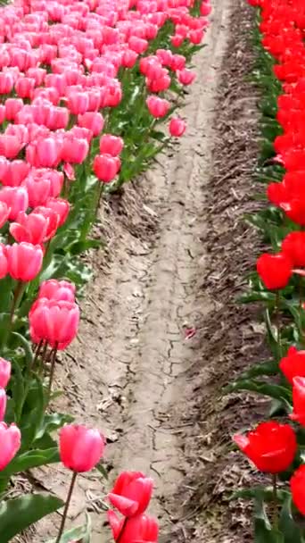 Colorful Tulip Field Landscape — Stock Video