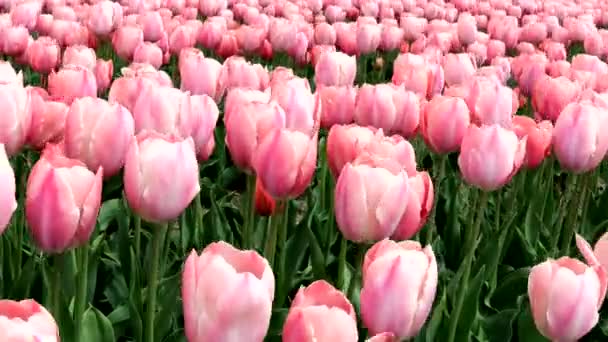 Pole Różowych Tulipanów Kołyszących Się Wietrze — Wideo stockowe