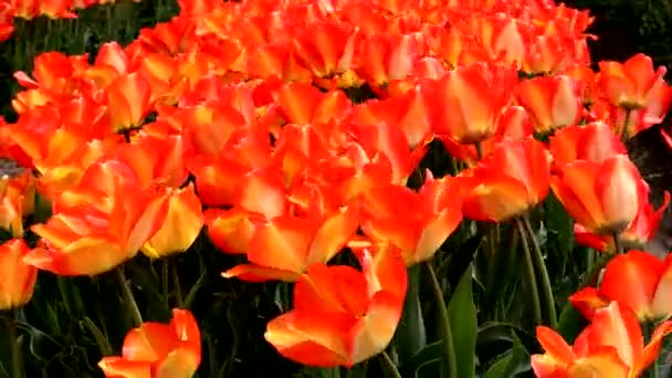 Hermoso Video Tulipán Naranja — Vídeo de stock