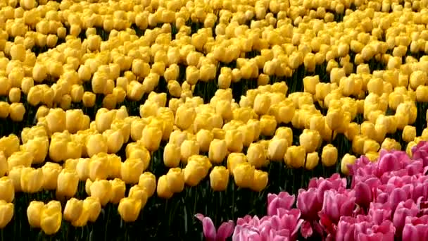 Indah Tulip Pemandangan Lapangan — Stok Video