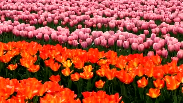 Krajobraz Rozległego Pola Tulipanowego — Wideo stockowe