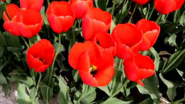 Přiblížit Červené Tulipány — Stock video
