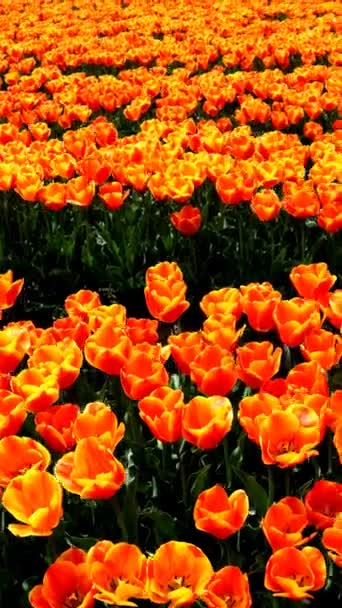 Obrovské Oranžové Tulipánové Pole — Stock video