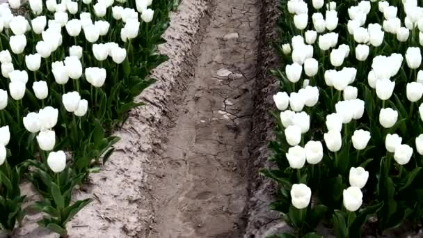 Krajobraz Pola Tulipan Biały — Wideo stockowe