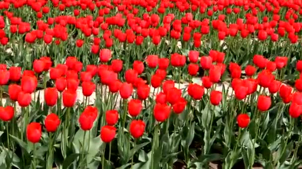 Krajobraz Rozległego Czerwonego Pola Tulipanowego — Wideo stockowe