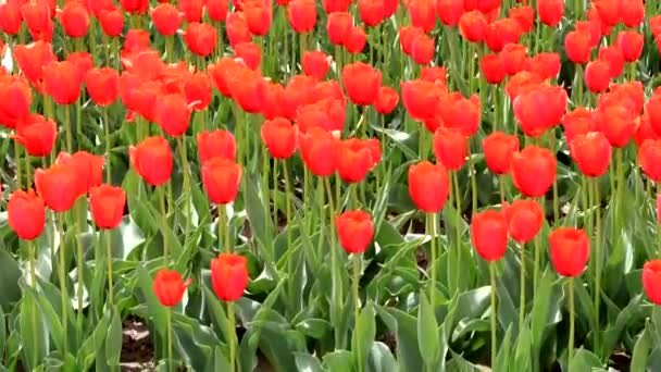 Ogromne Czerwone Pole Tulipanowe — Wideo stockowe