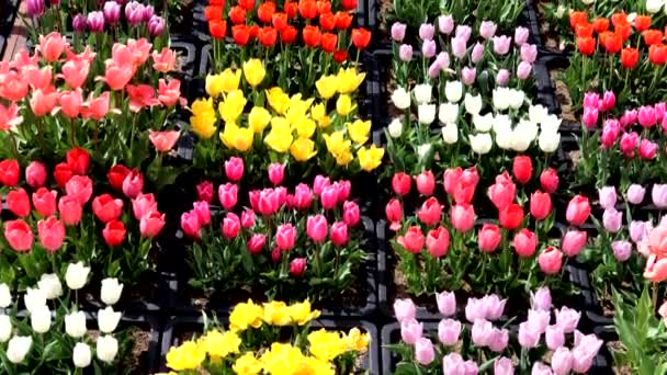 Krajobraz Wielu Kolorowych Tulipanów — Wideo stockowe