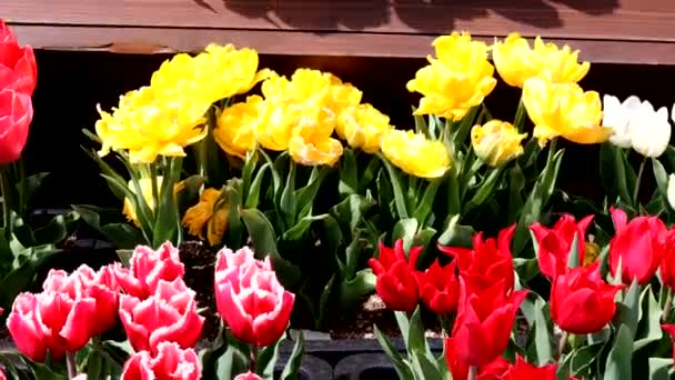 Paisaje Muchos Tulipanes Coloridos — Vídeo de stock
