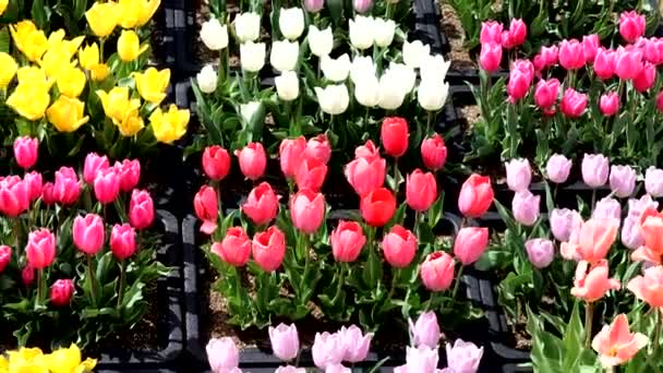Video Muchos Tulipanes Coloridos — Vídeo de stock