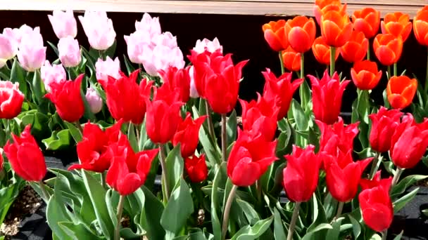 Piękne Tulipany Kwietnik — Wideo stockowe