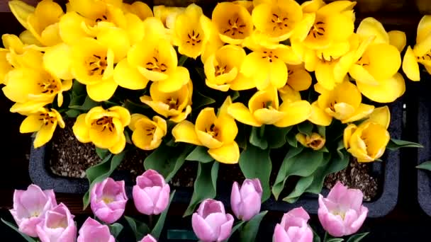 Film Wieloma Kolorowymi Tulipanami — Wideo stockowe