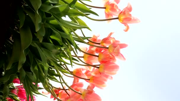 Paisaje Cielo Azul Tulipanes Rosados — Vídeo de stock