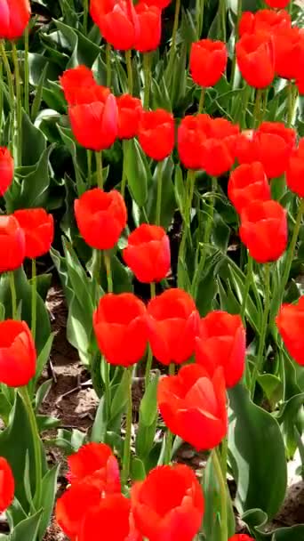Video Hermosos Tulipanes Japón — Vídeo de stock