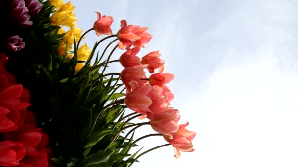 Błękitne Niebo Kolorowe Tulipany — Wideo stockowe