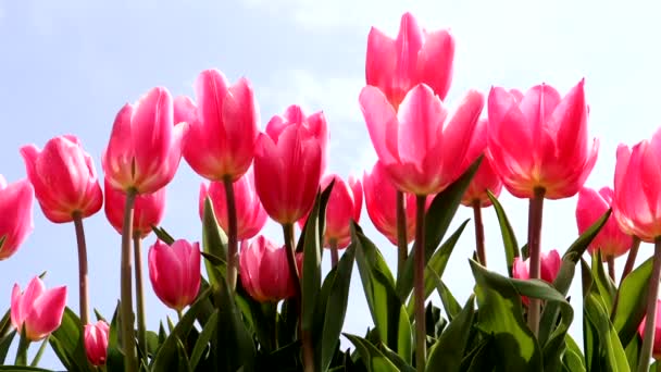 Paesaggio Cielo Blu Tulipani Rosa — Video Stock
