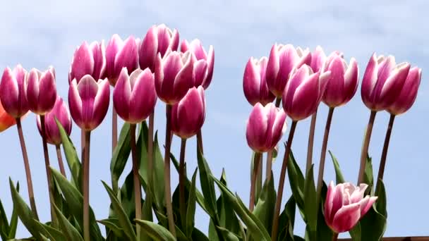 Pejzaż Błękitnego Nieba Fioletowe Tulipany — Wideo stockowe