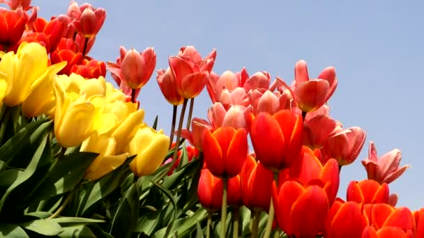Cielo Azul Muchos Tulipanes — Vídeo de stock